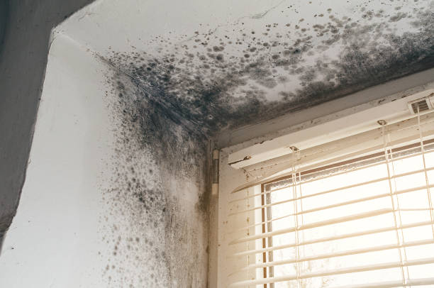 Affordable Mold Cleanup solutions in Markleton, PA